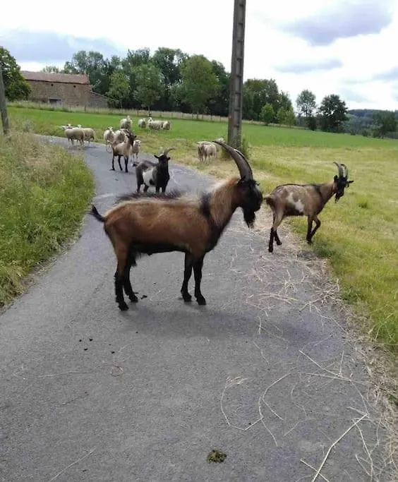 Grand Gite Confortable En Auvergne - Belle Vue Brousse France