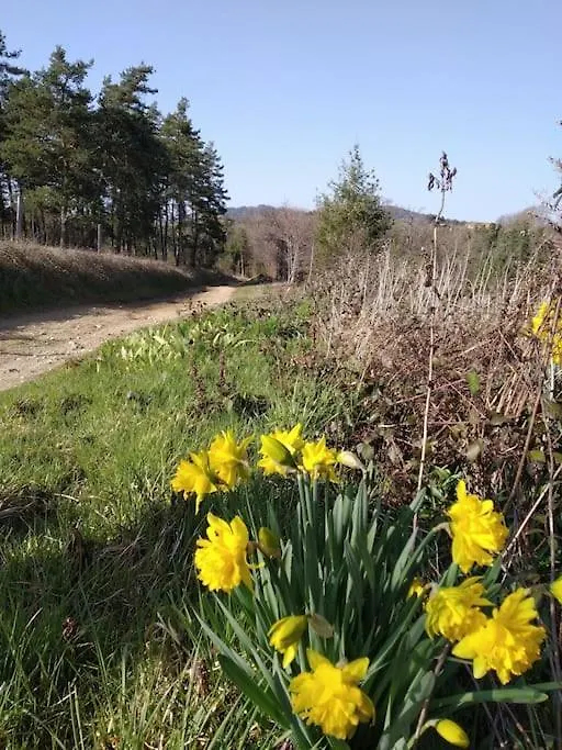 Grand Gite Confortable En Auvergne - Belle Vue Brousse Holiday home